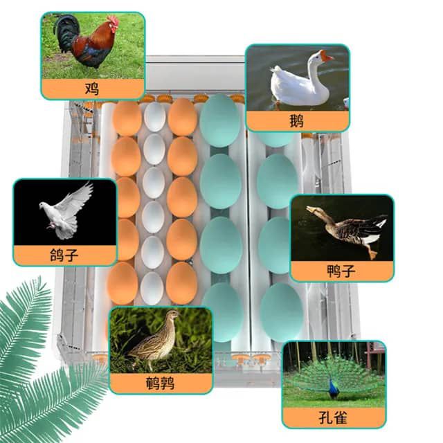 Incubateur d'œufs automatique  - image 4